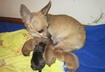 Cute Puppy Pictures #24