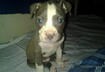 Cute Puppy Pictures #25