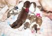  Cute Puppy Pictures #26