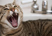 5. Fearful or Hostile Pet