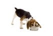 What Does Made in the USA Mean for Pet Food?