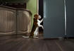 2. Beagle