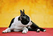 6. Boston Terrier