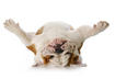 #10 Bulldog