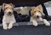 10 Ways to Travel Safe with Your Pet