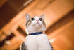 8. American Shorthair
