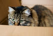 9. Maine Coon