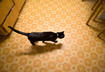 #7  Cats Catch Pests