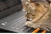 Research Your Cat Food Brand