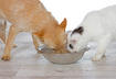 What Does Made in the USA Mean for Pet Food?