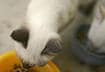 #8 Determine Kitty’s Nutrient Profile