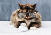 How to Care for Senior Pets
