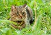 How Did My Cat Get Ticks?