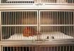 #5 Find a Pet Sitter Affiliated with a Reputable Boarding Facility