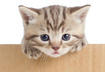 Ten Reasons Why We're Thankful for Our Cats