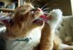 7. Licking, Chewing & Biting