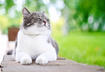 Overweight Pets: Addressing the Epidemic