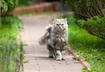 4 Ways Food Can Promote Mobility for Cats