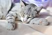 4. Tiredness