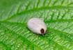 1. Lyme Disease