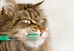 #4 Practice Good Oral Hygiene Habits with Your Pet
