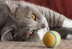 5 Exercise Tips for Arthritic Cats
