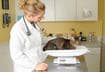 Why Some Pets Remain Overweight