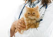 Consult Your Veterinarian