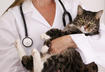 1. Monitor Your Pet