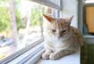 7 Signs of Arthritis in Cats