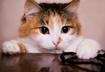 #8 Cats Remind Us that It’s the Little Things