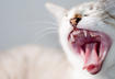 5. Bad Breath
