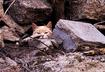 Five Famous Cats of War