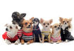 Popular Names for a Dog, Puppy 2012