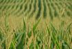 Consider Grains