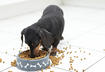 1. Disorderly Feeding Area