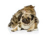 Overweight Pets: Addressing the Epidemic