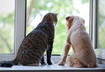 Seven Signs of Arthritis in Pets