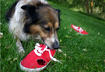 Top 5 Common Pet Owner Mistakes