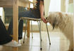8 Common Snacks That Will Prompt a Portly Pet