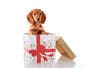 Five Considerations Before Gifting a Pet