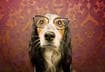 How to Care for Senior Pets