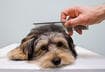 #5 Groom Your Pet Daily