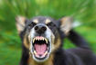 2. Rabies = Rage