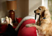 1. Golden Retriever
