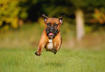 6. Hyperactive and Reactive Behavior