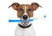 Common Dental Problems in Pets