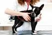 3 Common Types of Pet Heartworm Meds