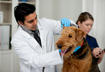 #6 Make a Date with Your Vet