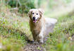 3 Ways Food Can Promote Mobility for Dogs	